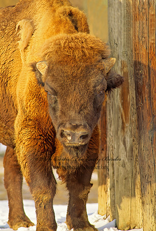 Bison bonasus  WISENT 118927z