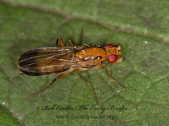 Clusia lateralis  CLUSIID FLY 9041328z