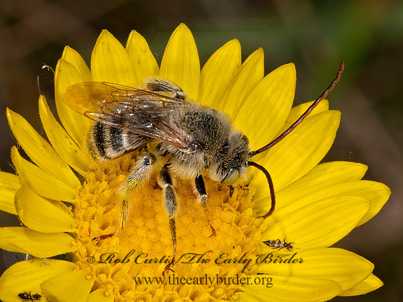 Melissodes  LONG-HORNED BEE 3023738z