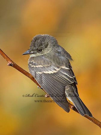 Contopus virens  EASTERN WOOD PEWEE 9005947z