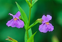 Mimulus ringens SQUARE-STEMMED MONKEY FLOWER 207825z