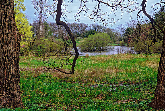 Morton Arboretum 288331az