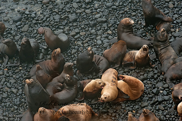 Zalophus californianus  CALIFORNIA SEA LION 8019773z
