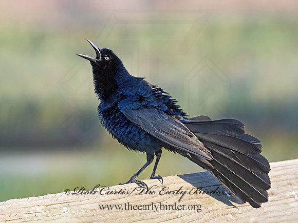 Quiscalus mexicanus  GREAT-TAILED GRACKLE 6039421z