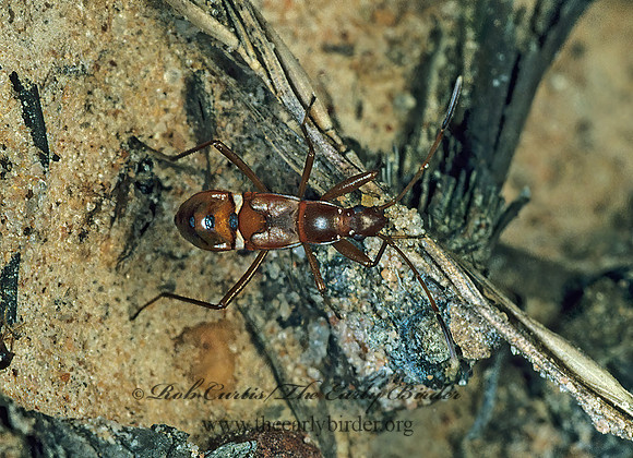 Cnemodus mavortius 169519z