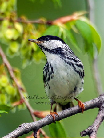 Setophaga striata  BLACKPOLL WARBLER 3007772z