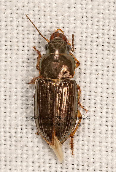 Selenophorus palliatus  HARPALINAE GROUND BEETLE 3031949z