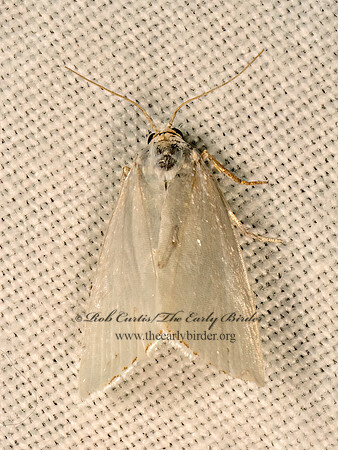 Urola nivalis SNOWY UROLA Urola nivalis SNOWY UROLA 9081677z