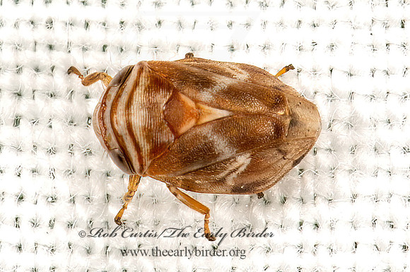 Clastoptera obtusa  ALDER SPITTLEBUG 9066647z