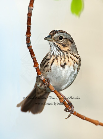 Melospiza lincolnii  LINCOLN'S SPARROW 3007658z
