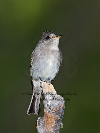 Contopus sordidulus  WESTERN WOOD PEWEE 7008971z