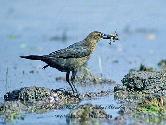 Quiscalus major  BOAT-TAILED GRACKLE 67624z