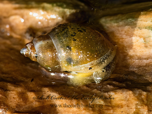 Lymnaeinae  POND SNAIL 3024266z
