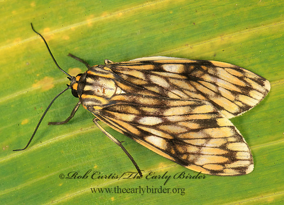 Theages CTENUCHINI TIGER MOTH 197001 z