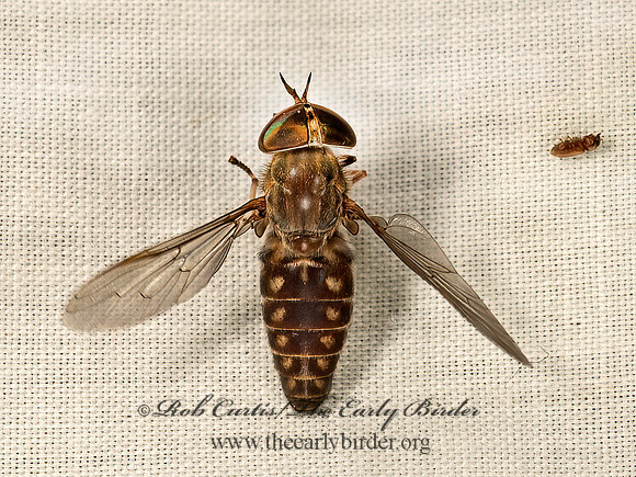 Tabanus sackeni  HORSE FLY 9048795z