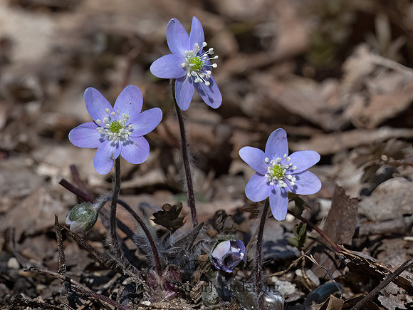 Hepatica americana  ROUND-LOBED HEPATICA 3017891z