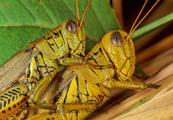 Melanoplus differentialis  DIFFERENTIAL GRASSHOPPER 114912z