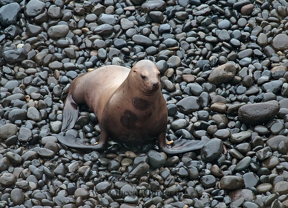 Zalophus californianus  CALIFORNIA SEA LION 8019599z