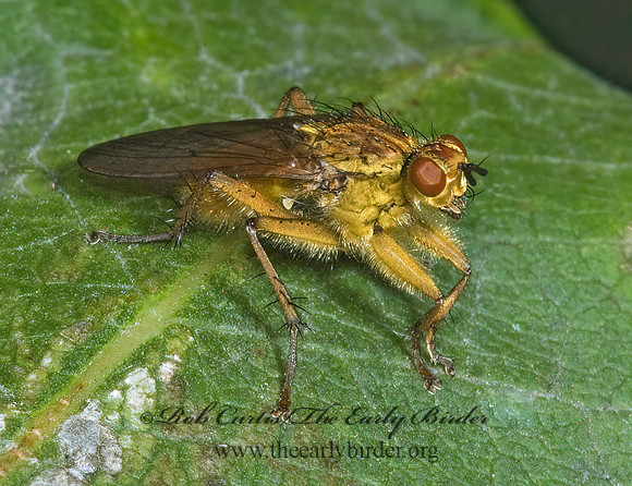Scathophaga stercoraria  GOLDEN DUNG FLY 5015785z