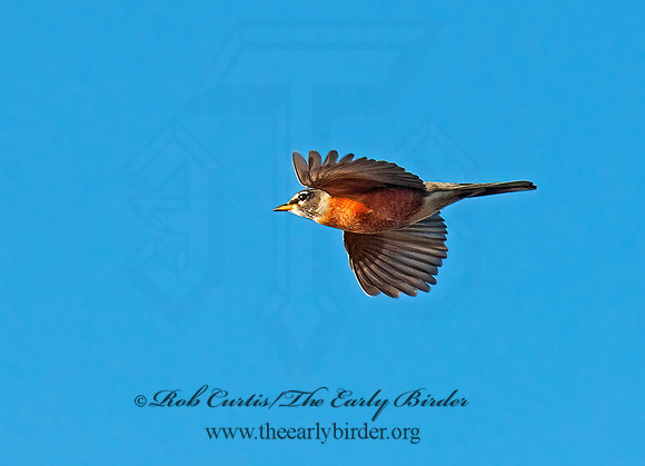 Turdus migratorius  AMERICAN ROBIN 8024483z