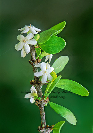 Randia aculeata  WILD INDIGOBERRY247824z