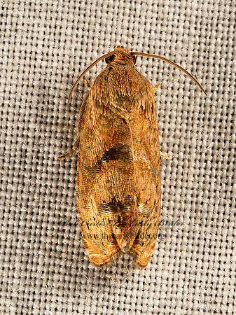 Cydia latiferreana  FIBERWORM MOTH 9052027z