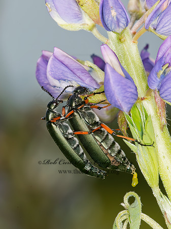Lytta sayi  GREEN BLISTER BEETLE 9032757z