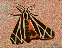 Apantesis phalerata HARNESSED TIGER MOTH 7005131z