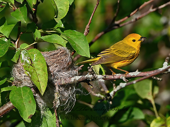 Setophaga petechia  YELLOW WARBLER 1303378z