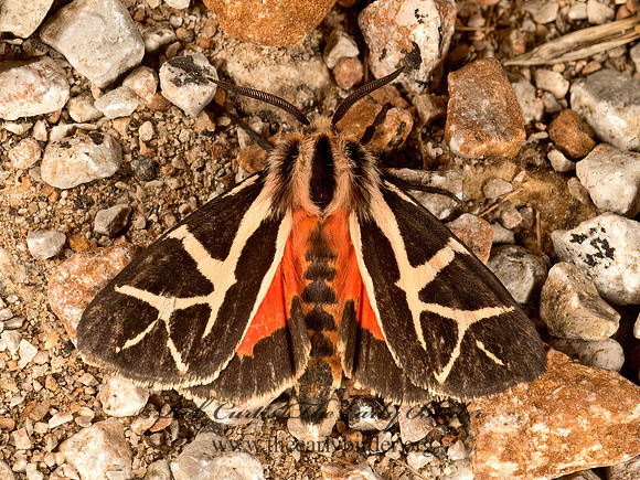 Apantesis figurata FIGURED TIGER MOTH 9048000z