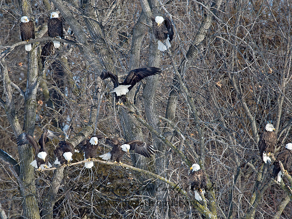 Haliaeetus leucocephalus  BALD EAGLE 9018944z