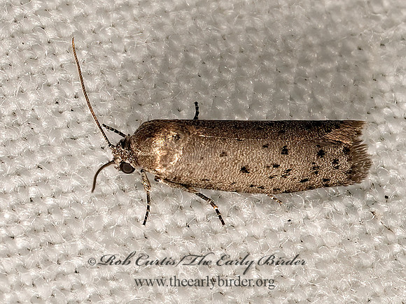 Homadaula anisocentra  MIMOSA WEBWORM MOTH 3022816z