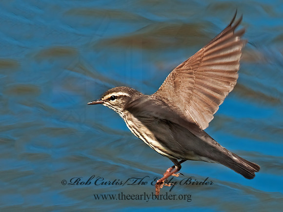 Parkesia noveboracensis  NORTHERN WATERTHRUSH 3007397z