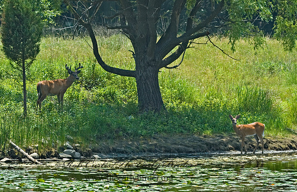 Odocoileus virginianus  WHITE-TAILED DEER 5009492z
