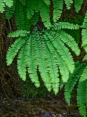 Adiantum aleuticum  WESTERN MAIDENHAIR FERN 9059236z