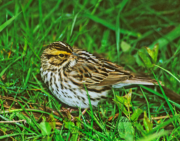 Passerculus sandwichensis  SAVANNAH SPARROW 289015z