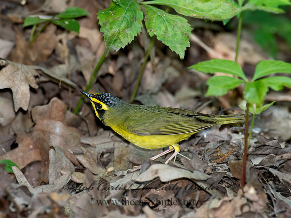 Geothlypis formosa  KENTUCKY WARBLER 9023203 z