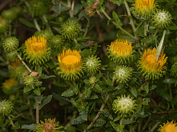 Grindelia squarrosa  CURLYCUP GUMWEED 3023219-z