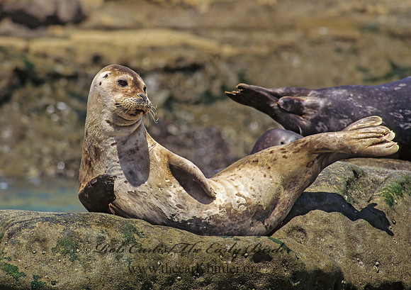 Phoca vitulina  HARBOR SEAL 124504z