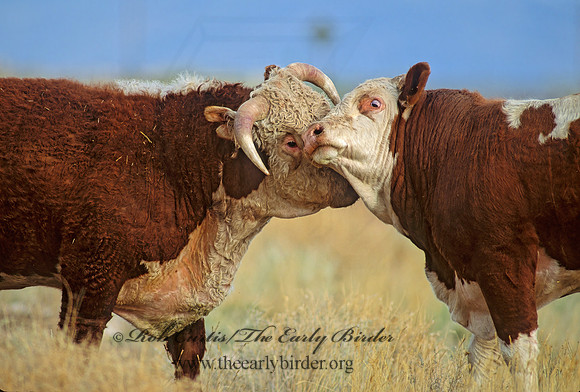 Bos taurus  BULL 104816z