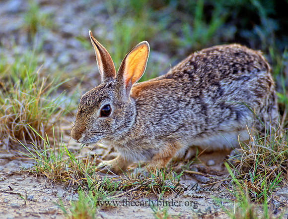 Sylvilagus auduboni  DESERT COTTONTAIL 55325z