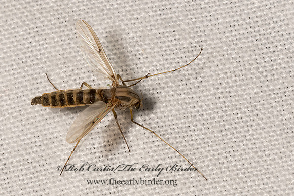 Chironomus~  MIDGE 3028598z