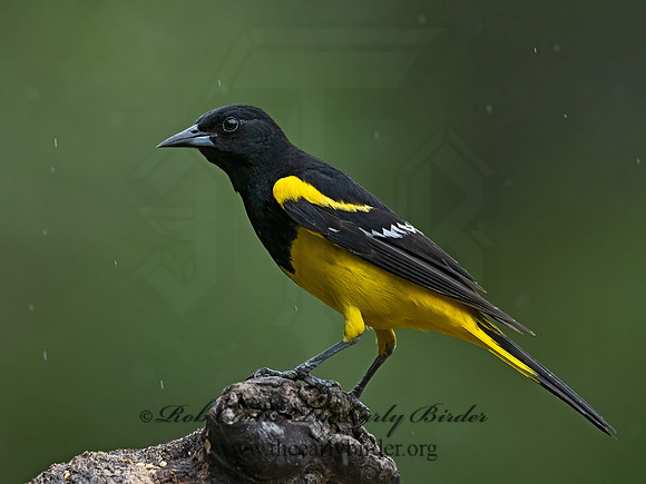 Icterus parisorum  SCOTT'S ORIOLE 3035540z