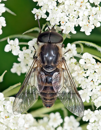 Stonemyia rasa HORSE FLY 9013727z