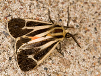 Apantesis nais NAIS TIGER MOTH 8008355z