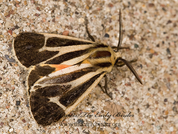 Apantesis nais  NAIS TIGER MOTH 8008355z