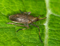 Scolops sulcipes 6010153 z