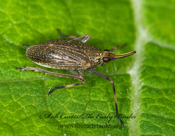 Scolops sulcipes 6010153 z