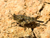 Paratettix cucullatus HOODED GROUSE LOCUST 9052657z
