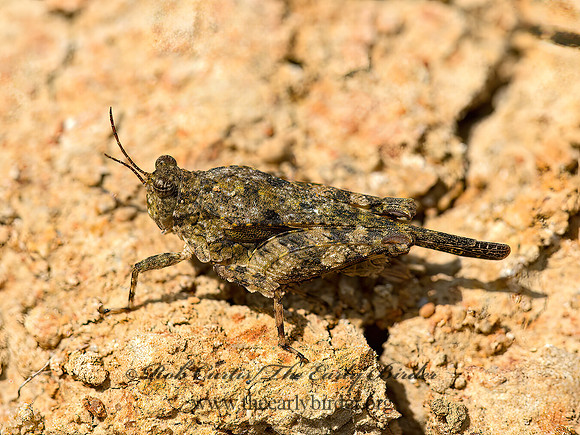Paratettix cucullatus  HOODED GROUSE LOCUST 9052657z
